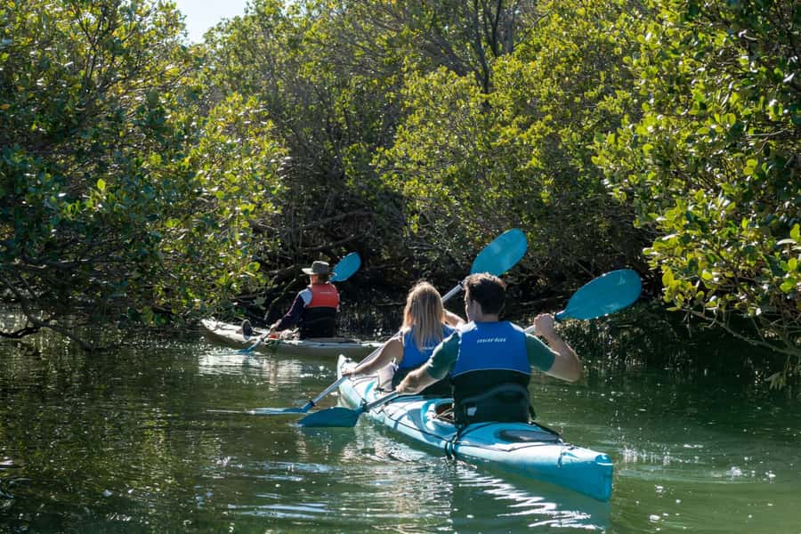 Adelaide: Dolphin Sanctuary Eco Kayaking Tour - Into Adelaide’s 10,000-year-old mangroves