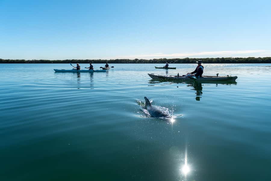 Adelaide: Dolphin Sanctuary Eco Kayaking Tour - Fifteen minutes to learn the basics