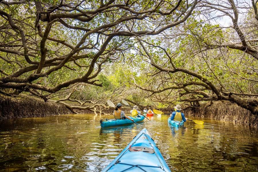 Adelaide: Dolphin Sanctuary Mangroves Kayak Tour - A gentle way to meet Adelaide’s Port River