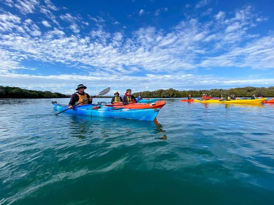 Adelaide: Dolphin Sanctuary Mangroves Kayak Tour - Paddling through the mangrove creeks