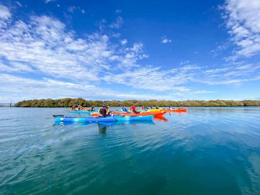 Adelaide: Dolphin Sanctuary Mangroves Kayak Tour - What the $38 price gets you