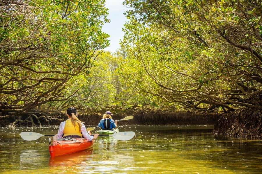Adelaide: Dolphin Sanctuary Mangroves Kayak Tour - Who will enjoy this Adelaide kayak tour