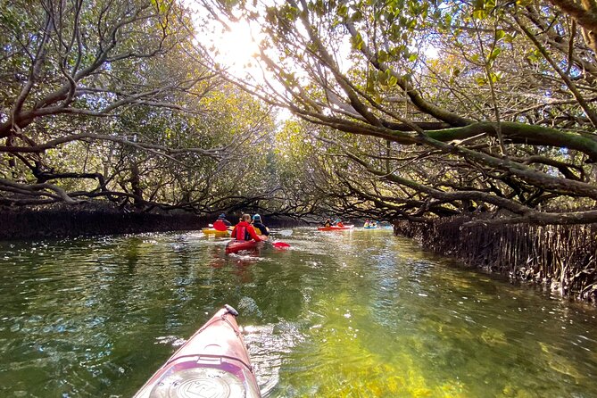 Adelaide Dolphin Sanctuary Mangroves Kayaking Tour - Paddling into Adelaide’s quiet side