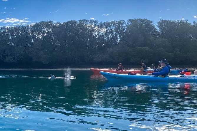 Adelaide Dolphin Sanctuary Mangroves Kayaking Tour - What happens at Adventure Kayaking SA