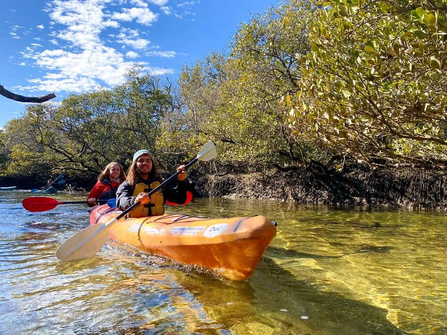Adelaide: Dolphin Sanctuary Single or Double Kayak Rental - Mangrove creeks and the search for dolphins