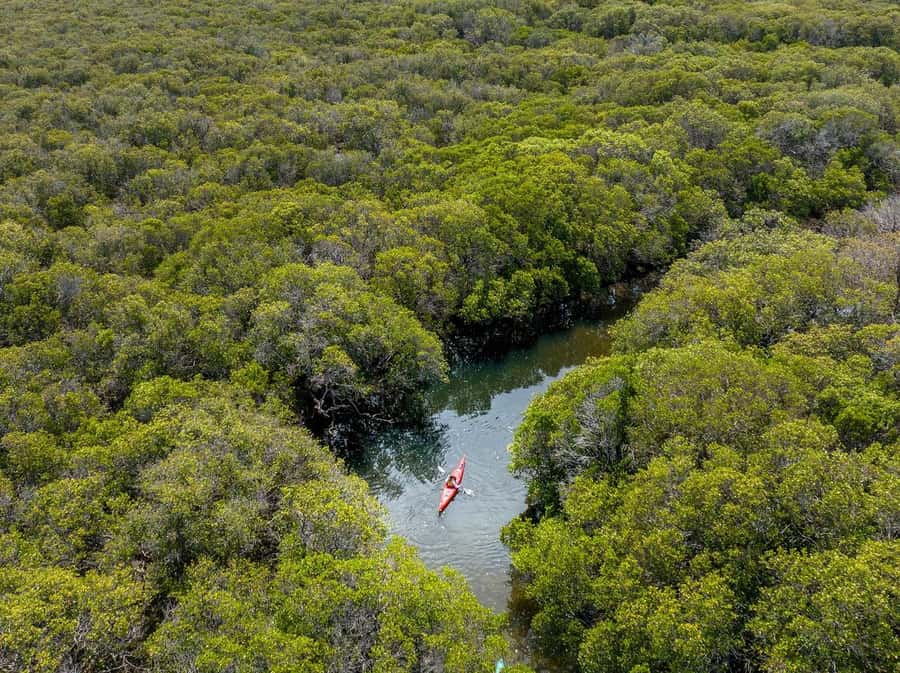Adelaide: Dolphin Sanctuary Single or Double Kayak Rental - Who will enjoy this Adelaide kayaking rental?