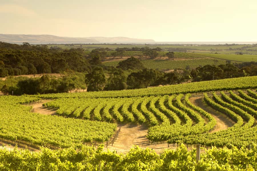 Adelaide: Half-day McLaren Vale & Glenelg Wine Tasting Tour - A five-minute photo stop at the d’Arenberg Cube