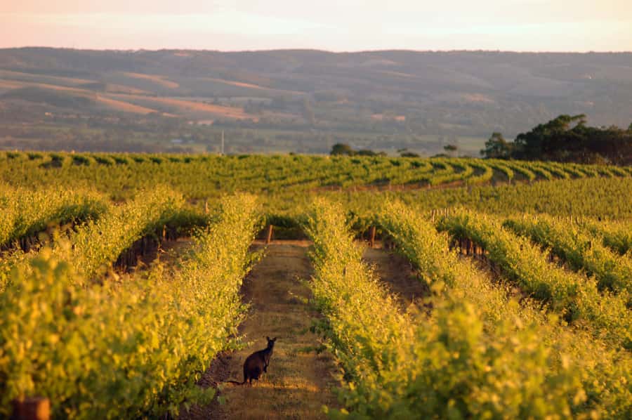 Adelaide: Highlights, Hahndorf & McLaren Vale Wine Tasting - A Short Look at the d’Arenberg Cube