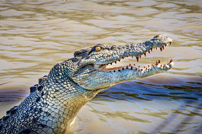 Adelaide River Cruises - Jumping Crocodile Experience - Why the Adelaide River is the real attraction