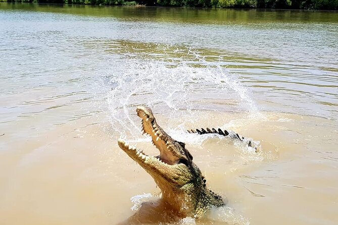 Adelaide River Cruises - Jumping Crocodile Experience - The captains make a major difference
