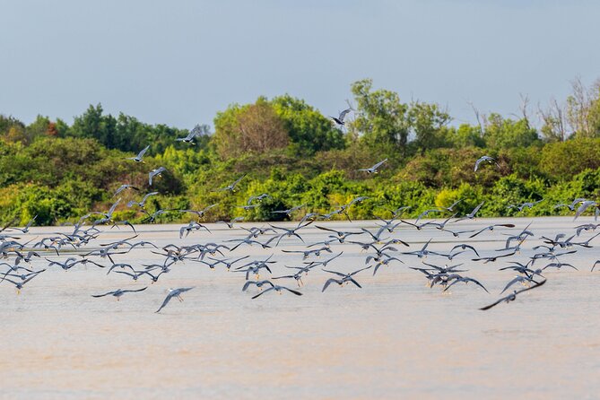 Adelaide River Cruises - Jumping Crocodile Experience - How the timing affects your day