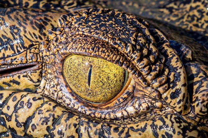 Adelaide River Cruises - Jumping Crocodile Experience - Safety and the balance between wild and controlled