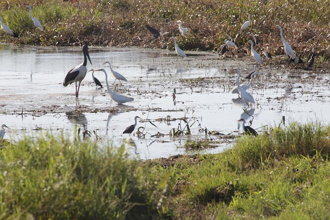 Adelaide River Jumping Croc Cruise - Should you book the Adelaide River Jumping Croc Cruise?