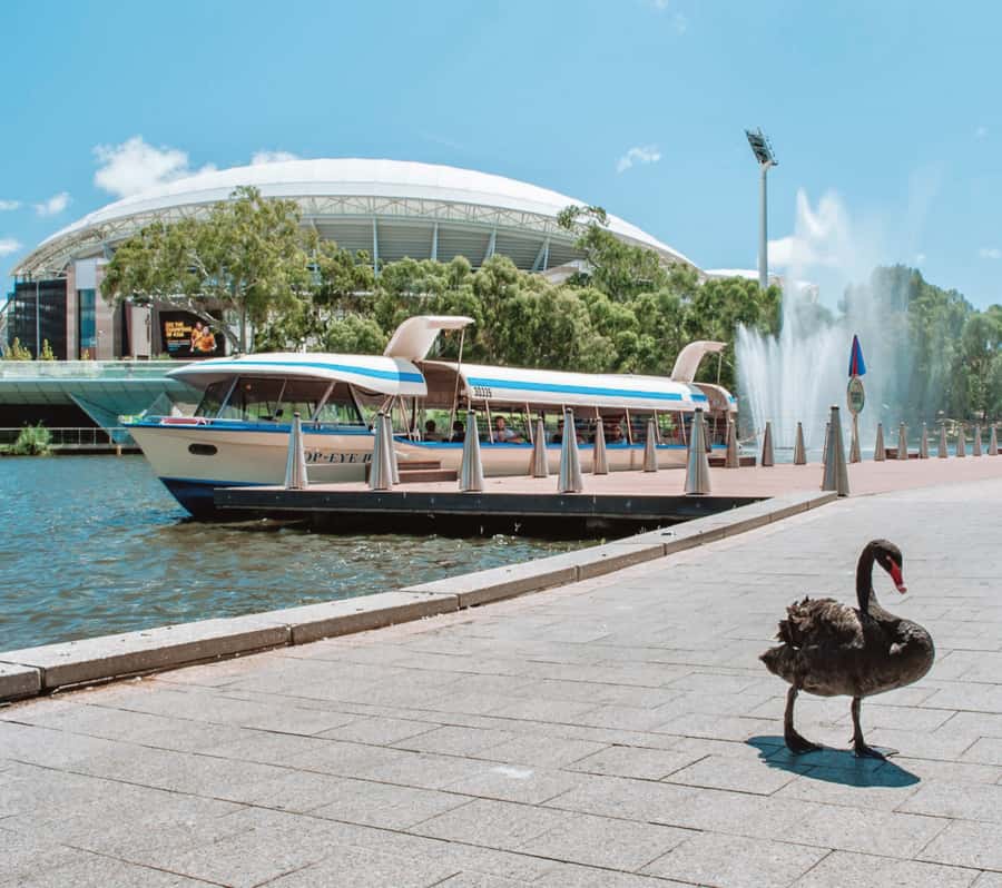 Adelaide: River Torrens Popeye Devonshire Tea Cruise - What the final 15 minutes feel like