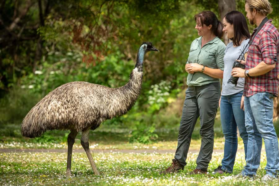 Adelaide to Melbourne: 3-Day Ultimate Overland Journey - Key points before you book