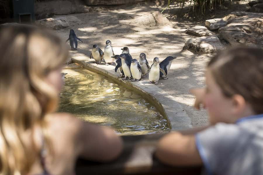 Adelaide Zoo: General Admission Tickets - Adelaide Zoo at a glance