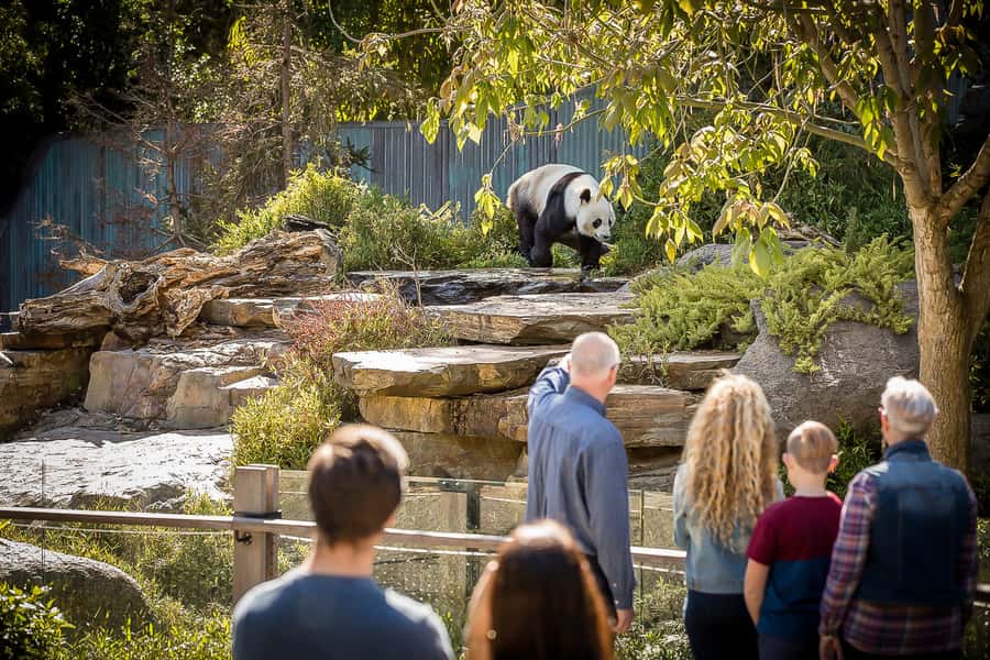 Adelaide Zoo: General Admission Tickets - Seeing Adelaide’s giant pandas