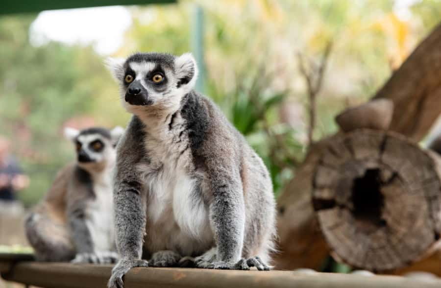 Adelaide Zoo: General Admission Tickets - A practical route for a morning visit