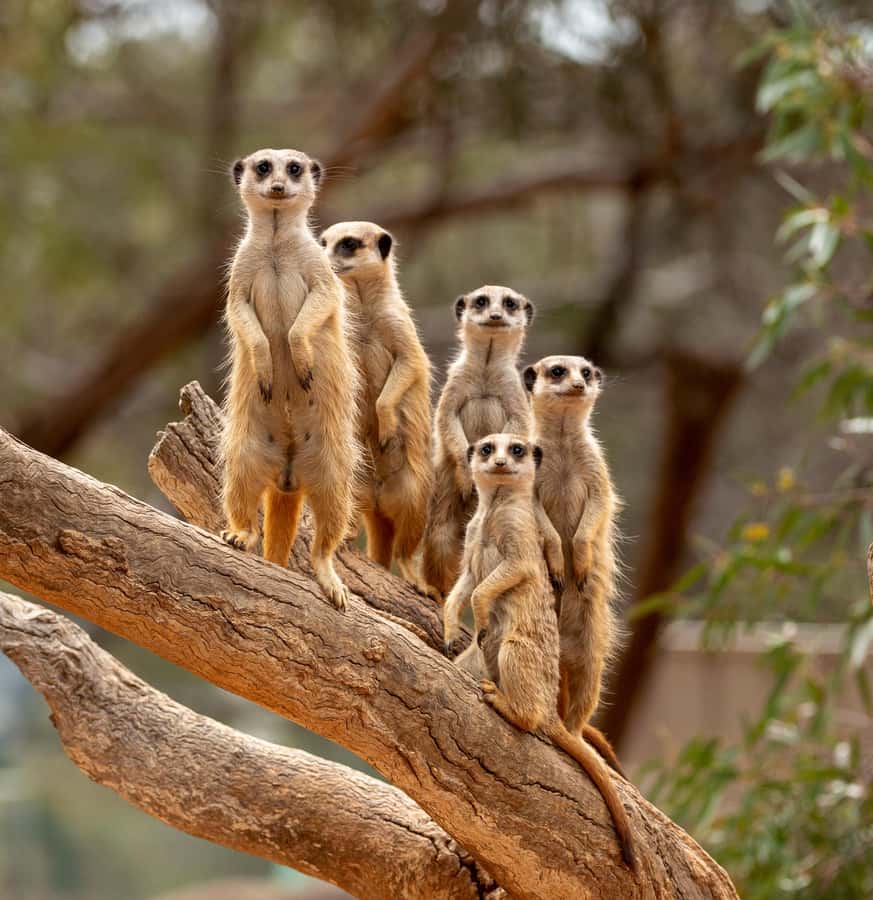 Adelaide Zoo: General Admission Tickets - Native animals and international species
