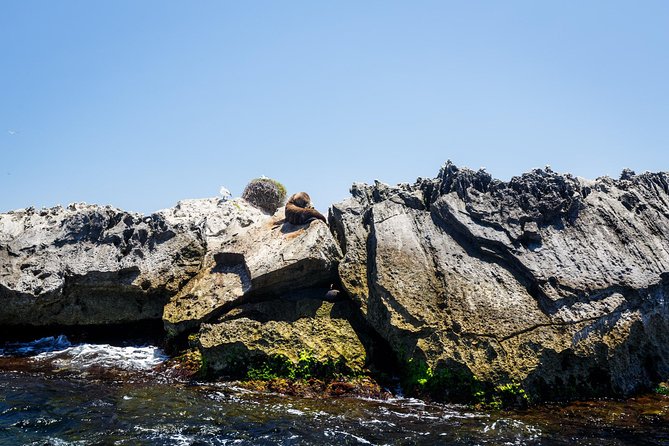 Adventure Rottnest Tour with Ferry & Adventure Cruise - Rottnest’s past beyond the beaches