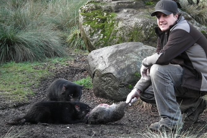 After Dark Tasmanian Devil Feeding Tour at Cradle Mountain - Starting at Devils@Cradle at 5:30 pm