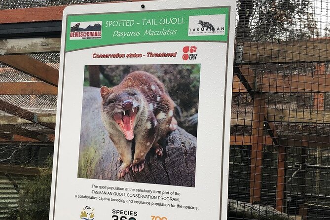 After Dark Tasmanian Devil Feeding Tour at Cradle Mountain - Watching Tasmanian Devils feed