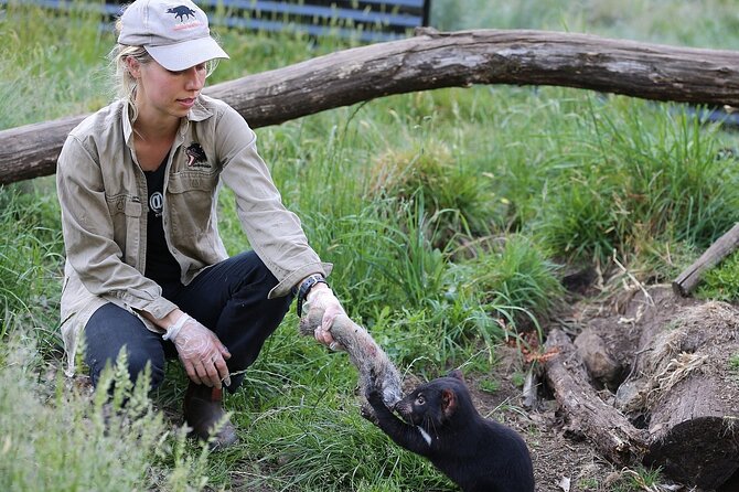 After Dark Tasmanian Devil Feeding Tour at Cradle Mountain - The quolls are an important bonus