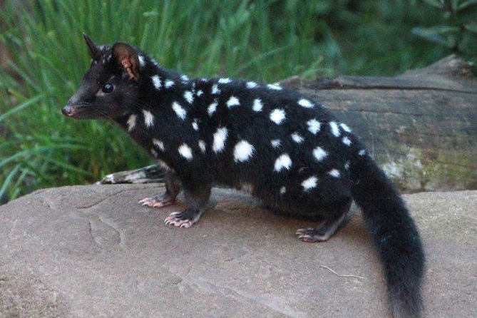 After Dark Tasmanian Devil Feeding Tour at Cradle Mountain - The cold is part of the planning