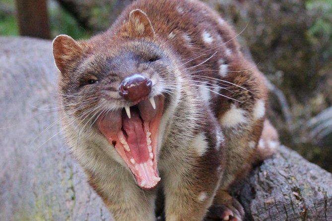 After Dark Tasmanian Devil Feeding Tour at Cradle Mountain - The opening talk on the main viewing deck