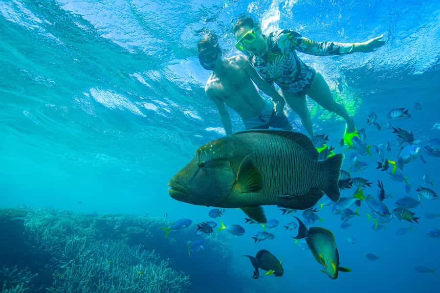 Airlie Beach: Adults-Only Whitehaven Beach Sailing Tour - Sunset, Sparkling Wine, and the Ride Home
