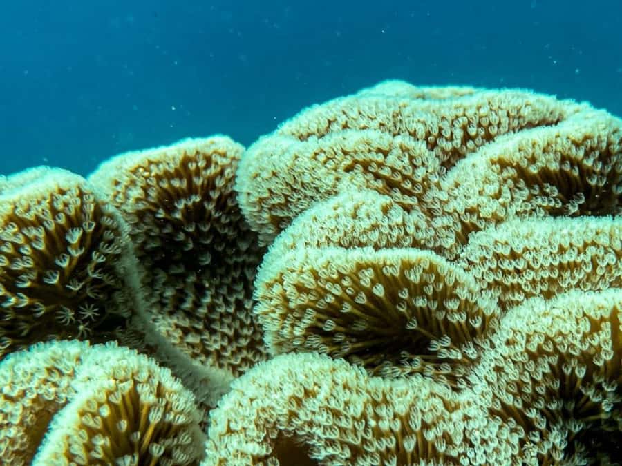 Airlie Beach: Glass-Bottom Boat Tour - Should you book the Airlie Beach glass-bottom boat tour?