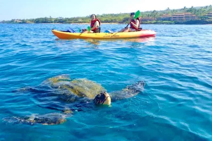 Airlie Beach: Half Day Turtle Tour Sea Kayaking Adventure - Looking for turtles in their natural habitat