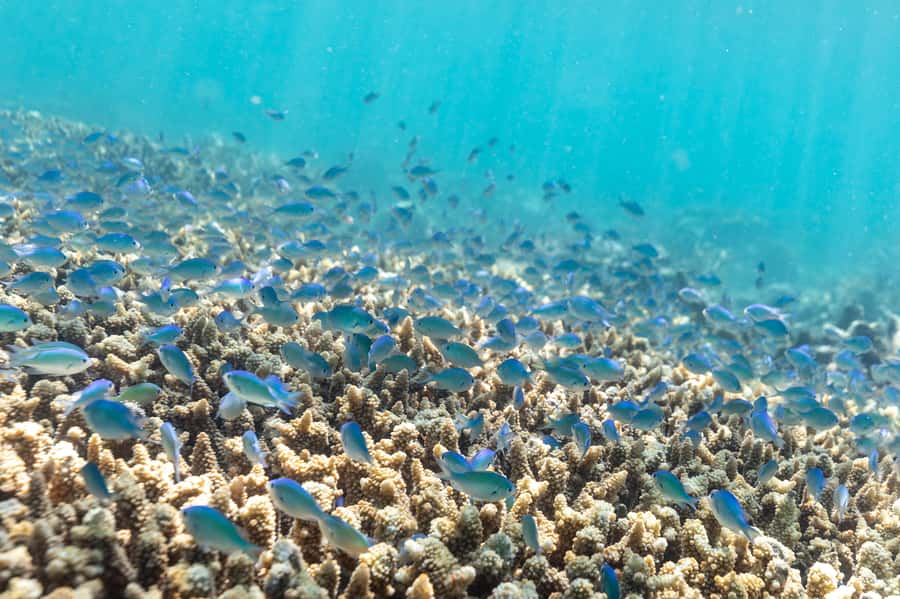 Airlie Beach: Outer Great Barrier Reef Snorkeling Day Trip - Key points at a glance