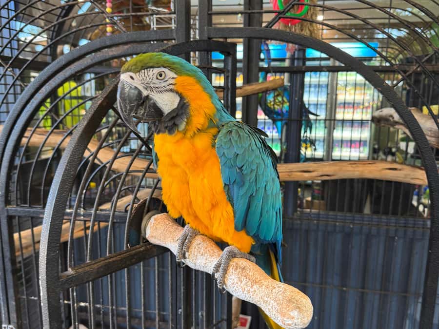 Airlie Beach: The Airlie Hopper Sightseeing Bus - Why the Airlie Hopper works for a short stay