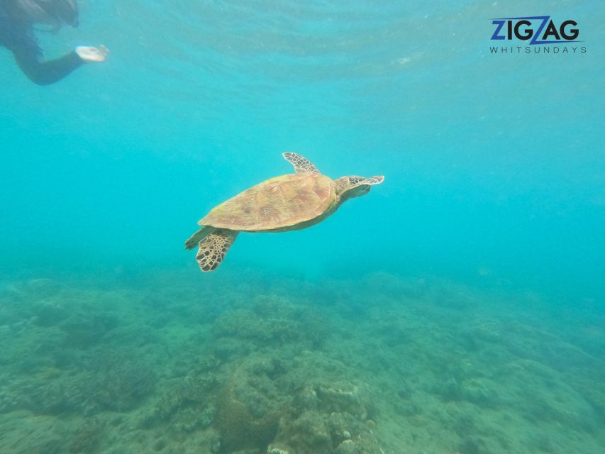 Airlie Beach: Whitehaven Beach Day Tour with Snorkel Option - Lunch, snacks, and the onboard comfort factor