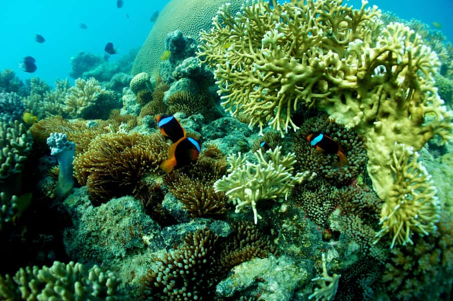 Airlie Beach: Whitsunday Islands Sailing, SUP & Snorkel Tour - The return sail through the Whitsunday passage
