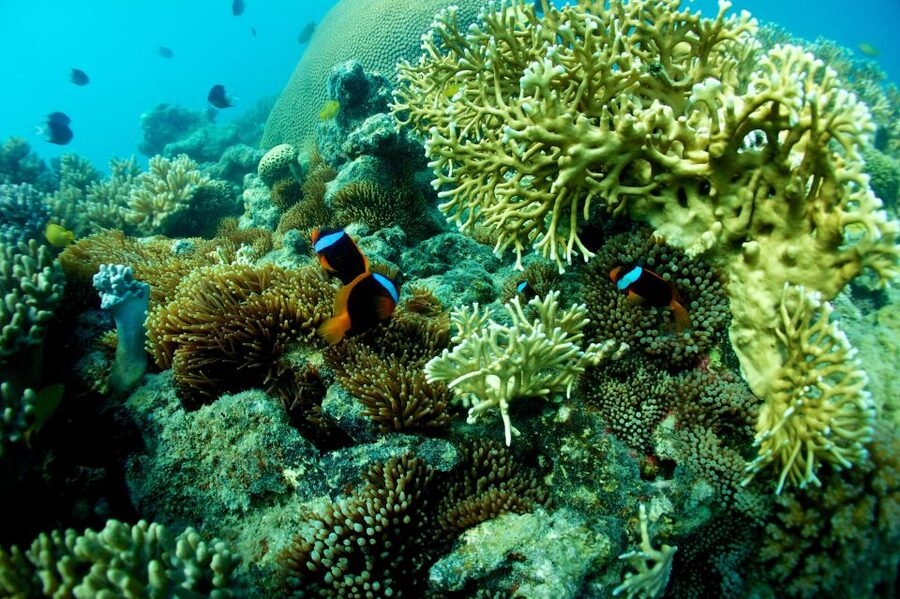Airlie Beach: Whitsunday Islands Sailing, SUP & Snorkel Tour - What the $162 price really covers
