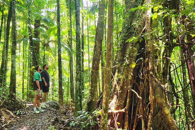 Airlie Waterfalls & Rainforest Bushwalk Eco Adventure - What the small group changes