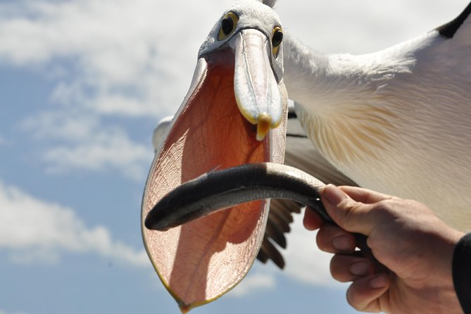 Albany Wildlife and Scenic Cruise - Green Island, pelicans, and a surprising past