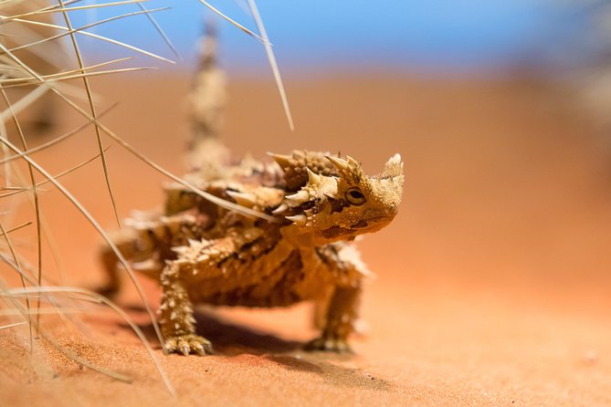 Alice Springs Desert Park General Entry Ticket - Price and practical value at about $16