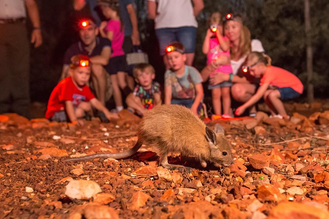 Alice Springs Desert Park Nocturnal Tour - Key points to know before you go