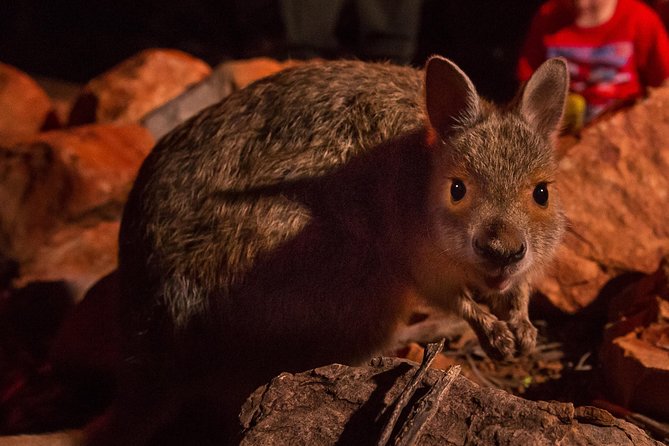 Alice Springs Desert Park Nocturnal Tour - Why the desert is best seen after dark