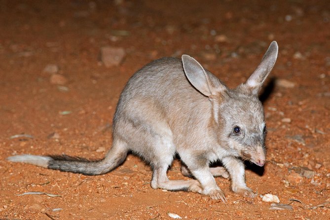 Alice Springs Desert Park Nocturnal Tour - Clothing, weather, and comfort