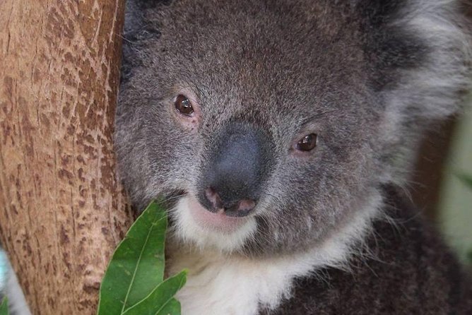 All Inclusive Blue Mountain,Scenic World,Lunch,Koalas,ferry - Lookouts, valley views, and the value of a good guide