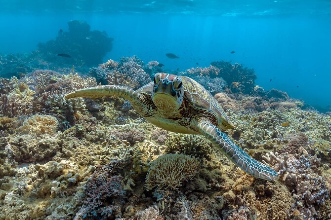 All Inclusive Day Tour to Frankland Islands Great Barrier Reef - Why Normanby Island feels different from a standard reef trip