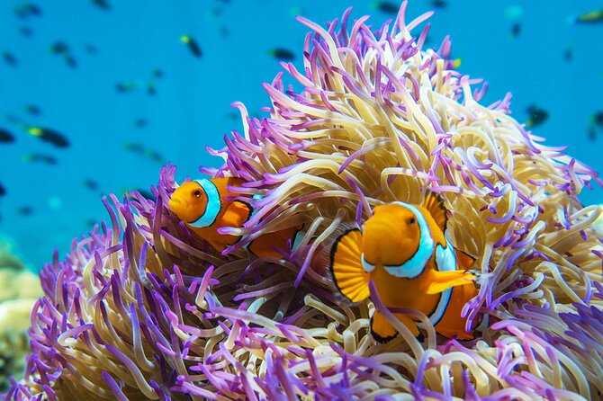 All Inclusive Day Tour to Frankland Islands Great Barrier Reef - Who will enjoy this day most