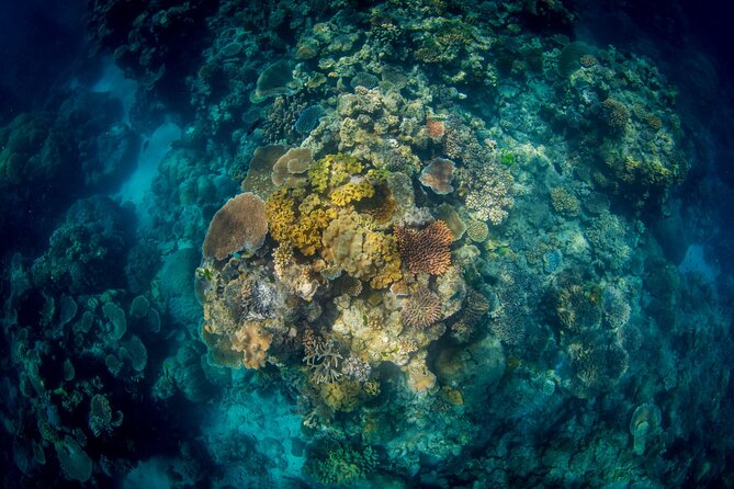 All Inclusive Great Barrier Reef Cruise w optional Scuba Diving - Lunch and the move to Norman Reef