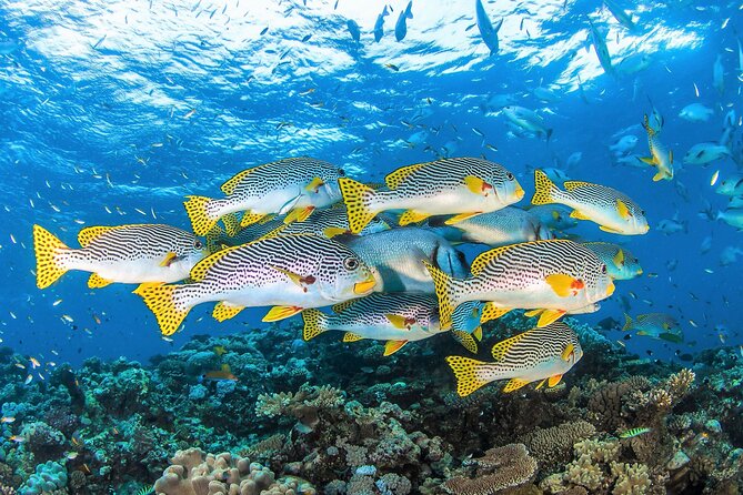 All Inclusive Great Barrier Reef Cruise w optional Scuba Diving - Is the $190.07 price good value?