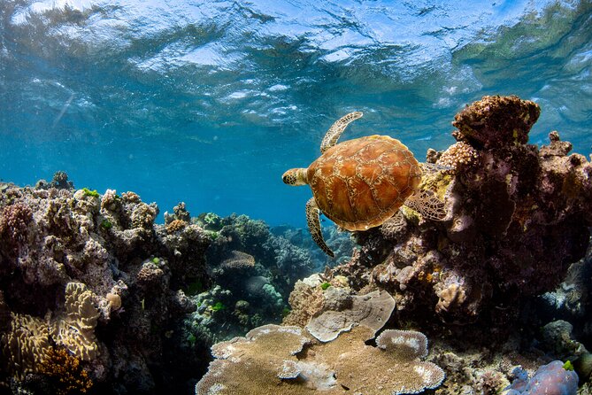 All Inclusive Great Barrier Reef Cruise w optional Scuba Diving - Who should book this reef cruise?