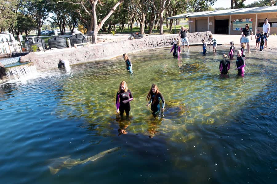 Anna Bay: Irukandji Entry Pass with Shallows Encounter - The Big Shark Talk and larger species